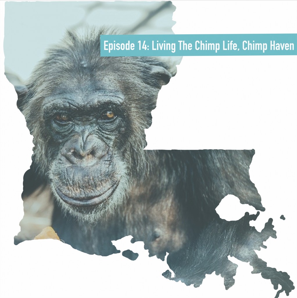 Chimp